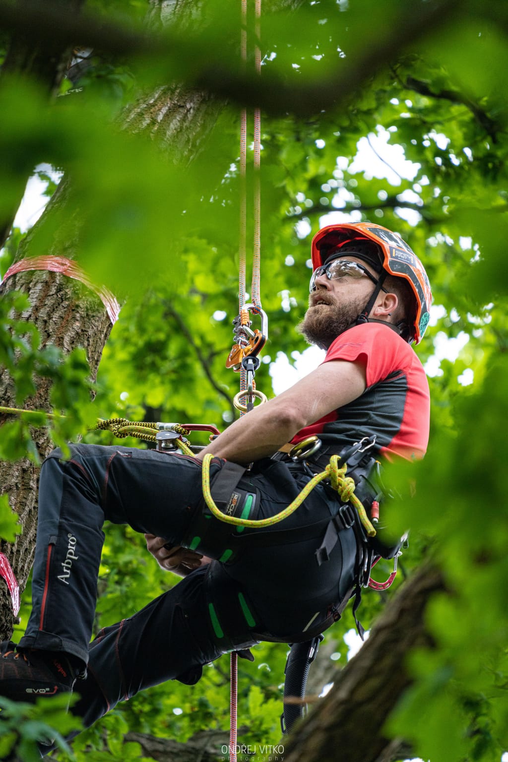 Fotka Petra - arboristu